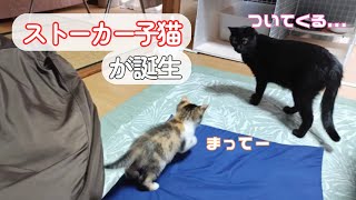 ストーカー子猫に戸惑う先住猫