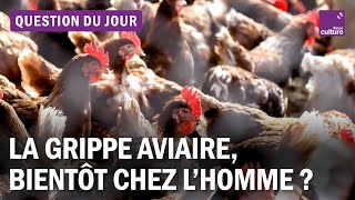 H5N1 : la grippe aviaire peut-elle contaminer les humains ?