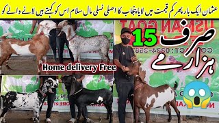 Usman goat farm visit latest update| 16-Jan-2025| nagra pital makkhachini cheap price 🔥❤️, lalukhet