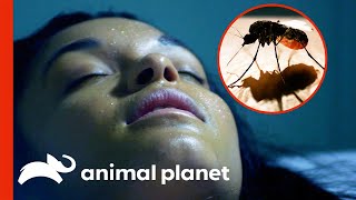 Malaria Parasites Possess Woman's Mind | Monsters Inside Me