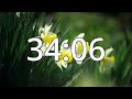 47 minutes timer with music spring timer