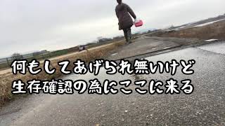 トイプードル／散歩／河原の捨て犬達／母ちゃんの怒り