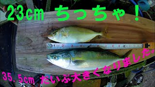 今日の朝まず目釣果ツバス（ブリ幼魚）シオ（カンパチ幼魚）徳島県海釣り動画ルアー海釣り