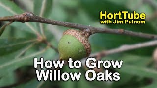 How to grow Willow Oaks - Beautiful Shade Tree with Willow-Like Leaves