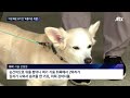 밀착카메라 야성 배운 유기견들…담장 넘어 되돌아온 위협 jtbc 뉴스룸