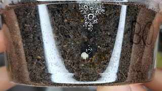 カブトムシの卵を上手に管理する方法！【カブトムシ幼虫飼育】