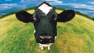 Cow Sounds