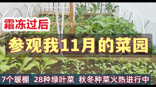 霜冻以后11月(2021年)菜园全展示 Garden tour in November 2021