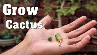 ऐसे उगाये कैक्टस के पौधे घर पर !! How to Propagation Cactus