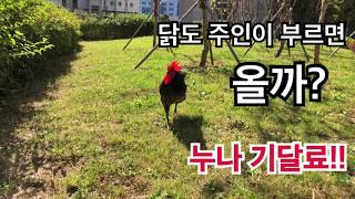 닭도 주인이 부르면 달려올까요? (feat. 닭아지 무무) [9]