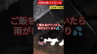 【11月27日パトロール】土砂降りの中外猫達、、GOちゃん雨宿り☔