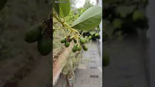 വീട്ടു മുറ്റത്തെ Avocado കായ്ച്ചപ്പോൾ .#shorts #avocado