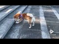 mischievous shiba inu pushes rock in the park viral video uk