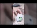 cute hamster eating cucumber