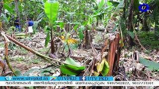 മലമ്പുഴയിൽ വീണ്ടും കാട്ടാനയിറങ്ങി