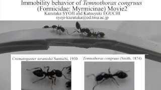 Immobility behavior of Temnothorax congruus (Formicidae: Myrmicinae)Movie2