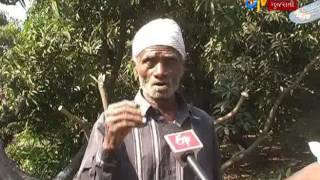 Talala: What will be forgotten is the taste of  Keshar mango ? - Etv News Gujarati