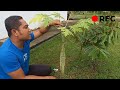 short papaya fruits huge fruit