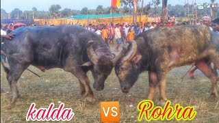 madhopara kada Ropok 2023 ll kalda 🆚 Rohra भयंकर भैंस लड़ाई 2023