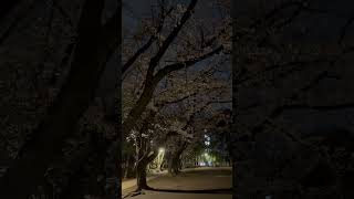 夜桜 桜開花状況、밤벚꽃 벚꽃개화상황、Cherry blossoms at night Cherry blossom blooming status #満開 #만개 #fullbloom