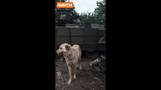 ЗСУ віджали танк Т-72  #shorts