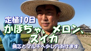 野菜栽培　かぼちゃ、メロン、スイカの定植10～14日目の摘心と病気対策でのマルチ穴あけ