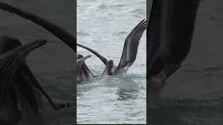 Mob of angry pelicans attacks cormorant with a catfish. Who wins?? #bird #wildlife #fishing