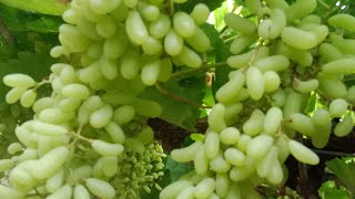 Super Sonaka Grapes Farming