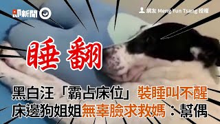 黑白汪「霸占床位」裝睡叫不醒！床邊黃狗姐滿臉無辜求救媽｜寵物｜狗｜占位