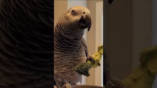 Tycho enjoys Broccotree #tasty #tychothegrey