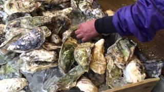 Shucking oysters at Nakaminato fish market