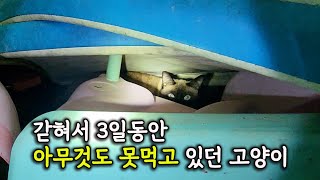 갇혀서 3일동안 아무것도 못먹고 있던 고양이 (고양이탐정)