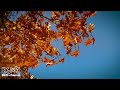 秋ギター chill out autumn guitar acoustic guitar instrumental music for relaxing studying working