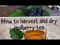 Harvest and dry mulberry tea | herbal tea | caffeine free tea @GoldenRemedy