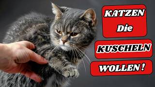 5 unglaubliche Gründe, warum deine Katze nicht kuscheln will – und wie du es ändern kannst!