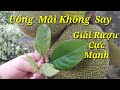 Cách Uống  Rượu, Bia  Không Say| Giải Rượu Khi Đã Say