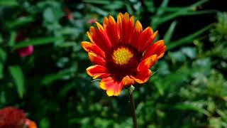 인디언천인국, 인디안국화(가일라르디아)Gaillardia pulchella Foug. 인디언국화