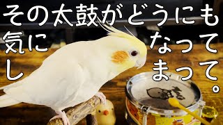 1歳のオカメインコはおもちゃの太鼓が気になるお年頃【たまちゃんねる -The 日常。】