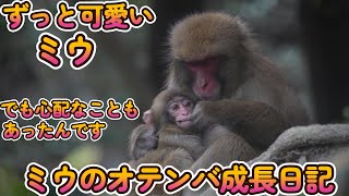 【赤ちゃん・ニホンザル・４K動画】誕生直後不安だったミジュ・ミウ母子