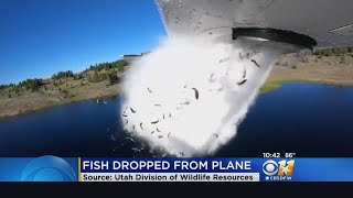 Trout Dropped From Plane To Restock Lake