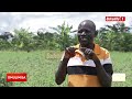 discover omulimisa s guide to ebirungi by endokwa enzungu for successful farming