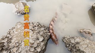 海货搁浅水坑狂打花，吴哥顺声来查看，竟是500元一斤的高档鱼货