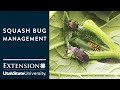 Squash Bug Management