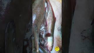 தினம் ஒரு மீன் #fish16||Nutrition in Cobia fish/கடவுறா மீன்/Kadavura meen