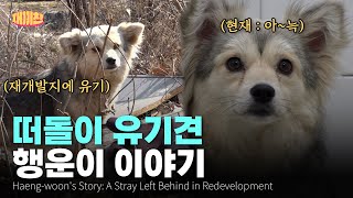 180도 달라진 인생, 새끼를 임신한 유기견이 보여준 감동 실화 A true story of a stray dog pregnant with a baby