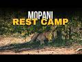 Mopani Rest Camp Kruger National Park | Full Camp Tour & Review