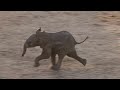 baby elephant goes running to mom 2 12 23 4k