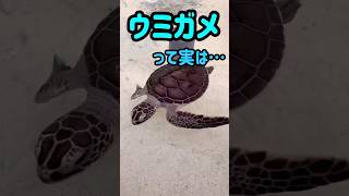 ウミガメの謎