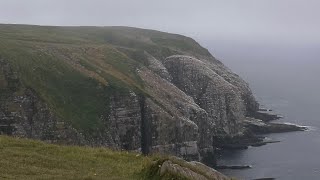 纽芬兰自驾游 /十八天行程第十四天St. John's的鸟岛Cape St. Mary’s Ecological Reserve 圣玛丽角生态保护区.