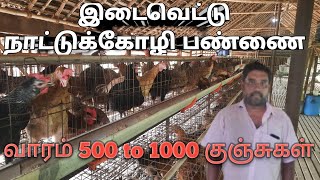 இடைவெட்டு நாட்டுக்கோழி பண்ணை கரூர் | COUNTRY CHICKEN FARMING IN karun